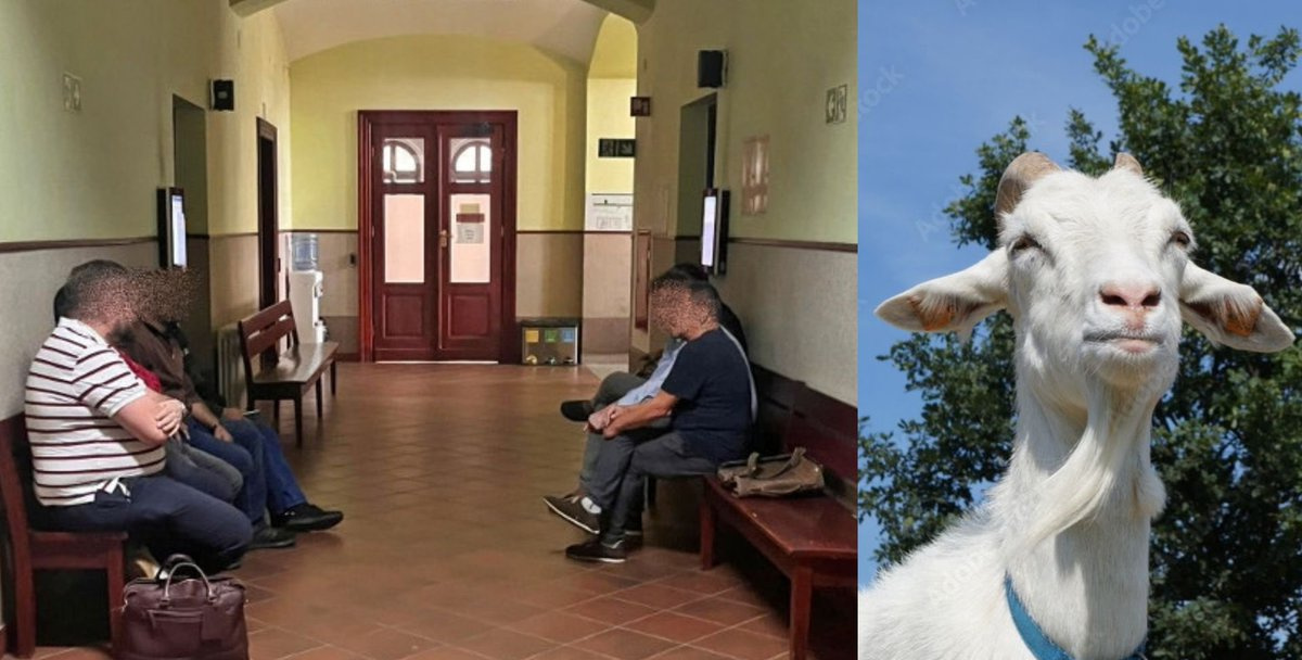 🇵🇱Polska: Wałbrzych. Prokuratura wnioskuje o warunkowe umorzenie sprawy trzech cudzoziemców, którzy zabili kozę