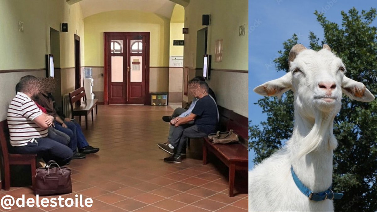 🇵🇱Polska: Wałbrzych. Prokuratura wnioskuje o warunkowe umorzenie sprawy trzech cudzoziemców, którzy zabili kozę