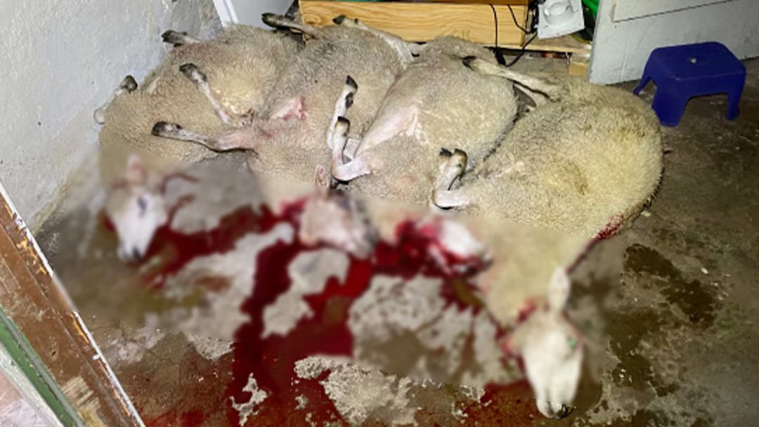 Szwecja: Jönköping. Proces za nielegalny ubój owiec metodą halal w piwnicy