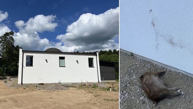 Szwecja: Skövde. Martwego dzika rzucono w fasadę meczetu, policja bada agitację
